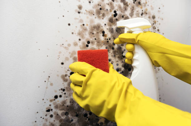 Best Bathroom Mold Remediation in Penn Valley, CA