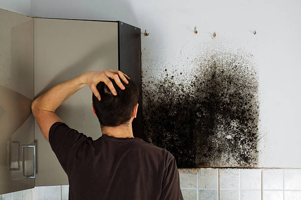 Best Mold Remediation for Specific Building Types in Penn Valley, CA